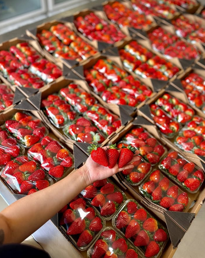 Morangos frescos em caixas de papelão prontos para produção